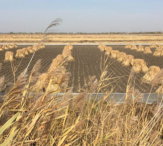 盤錦綠傲米業(yè)有限公司規(guī)模！